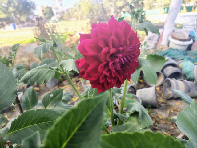 red dahlia