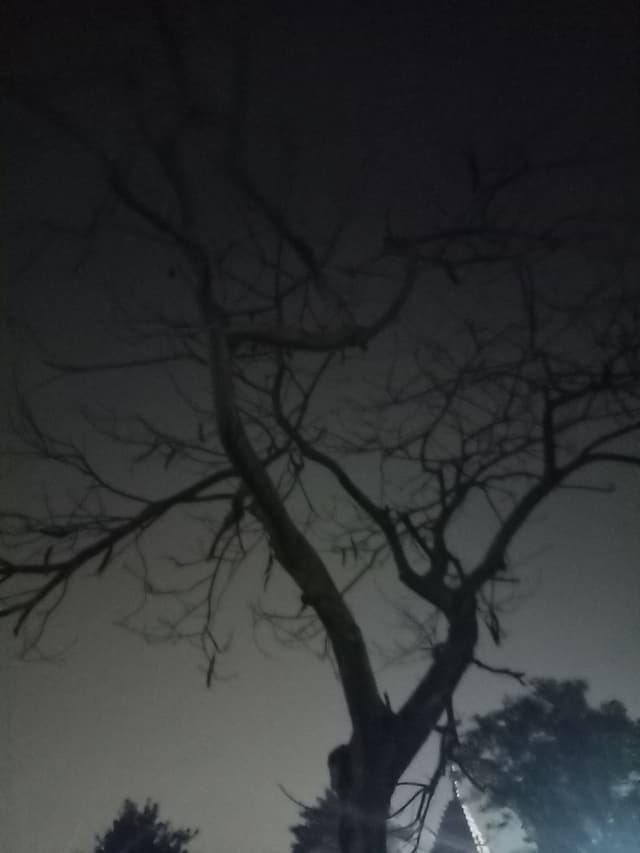 haunted tree